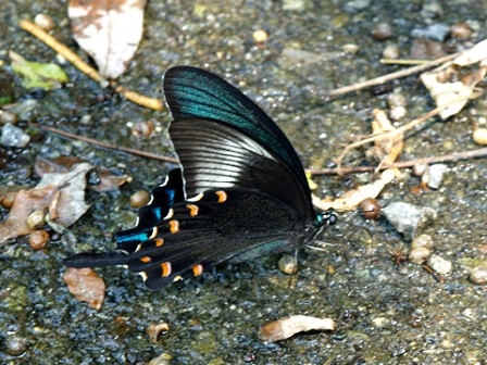 写真:カラスアゲハ