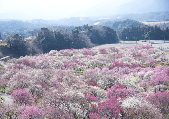 梅林公園