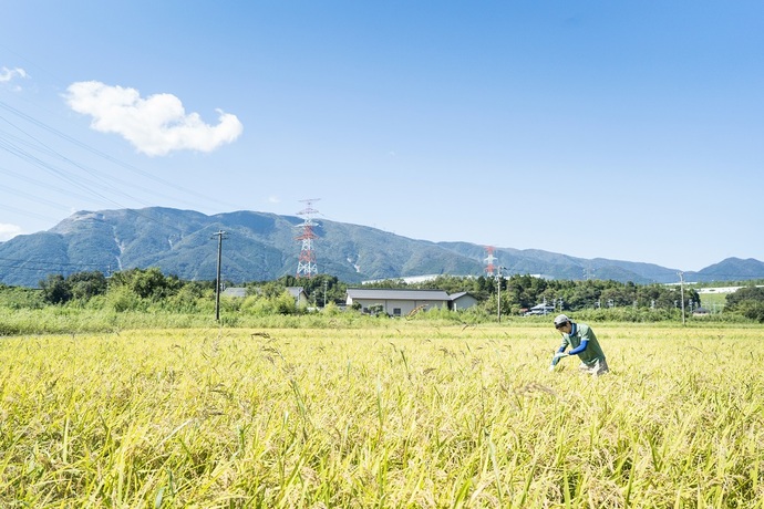 田んぼ