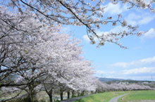 写真：員弁川遊歩道