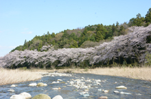 写真：宇賀川（大安庁舎裏）