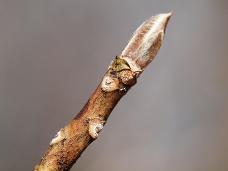 写真:リョウブの冬芽と葉痕