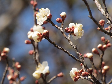 写真:ウメの花