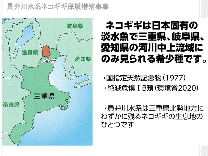 ネコギギは日本固有の淡水魚で、愛知・岐阜・三重の河川中上流域にのみ見られる希少種です