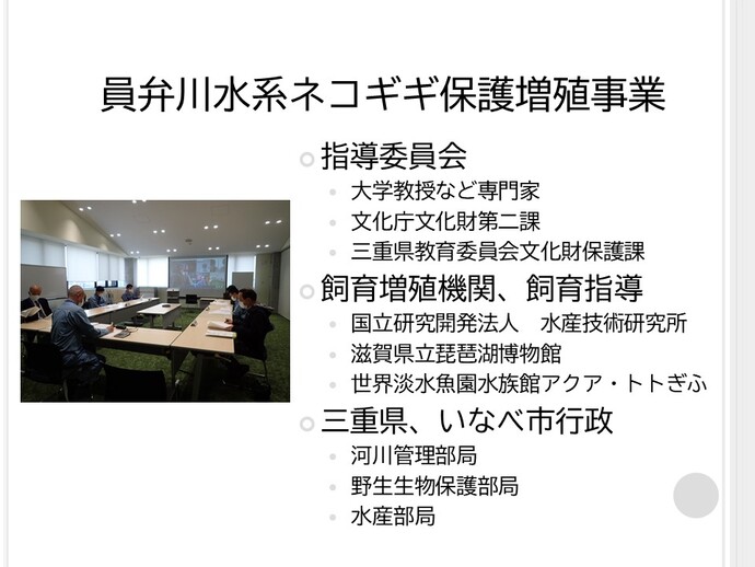 ネコギギは日本固有の淡水魚で三重県、岐阜県、愛知県の河川中上流域にのみ見られる希少種です。絶滅の危機にある員弁川水系ネコギギの復活を試みています。員弁川水系で保護したネコギギを、家系管理しながら飼育下で増やしています。飼育で増えた員弁川水系由来ネコギギを、過去に生息していた場所へ放流（再導入）しています。放流にあたり日本魚類学会の「生物多様性の保全をめざした魚類の放流ガイドライン」に基づいて事前に様々な準備や条件の整理をしました。放流後の調査では、ふるさとの川でネコギギが産卵して増えた子（稚魚）が見つかっています。ネコギギが生息するためには、きれいな水の流れ、餌となる水生昆虫のほかに、大きな石の下の間隙や横穴などの隠れ家が必要です。生息環境改善として近年では、河川工事にあわせてネコギギの隠れ家づくりがされています。今後も環境改善された地点を中心に、順応的に対策しながらネコギギの放流やモニタリングなどを継続します。保護事業を実施するにあたり、員弁川水系天然記念物ネコギギ保護増殖指導委員会を組織しています。ネコギギ保護増殖指導委員会は、大学教授などの専門家、文化庁文化財部記念物課及び県教育委員会文化財保護課からなる指導委員会並びに、志摩マリンランド及びアクアトトぎふなどからなる飼育増殖機関、飼育指導並びに、河川管理部局及び野生生物保護部局などからなる三重県、いなべ市行政の3つの分類から構成されています。