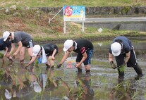 田植え