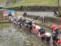 田植え