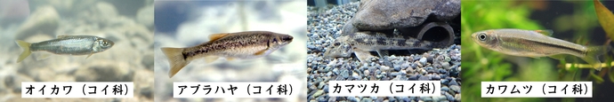 見ることができる魚4種