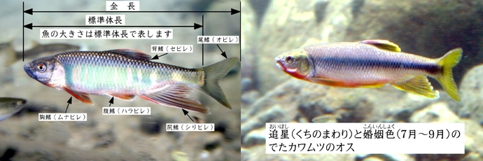魚の説明