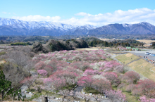 写真：農業公園（梅林公園）