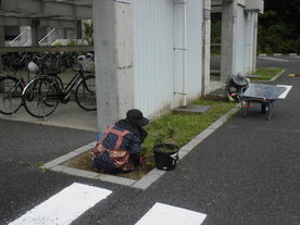 草取り