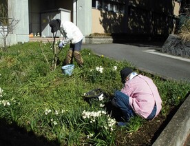 草取り