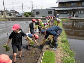 田植え