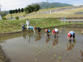 田植え