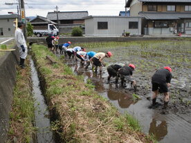 田植え