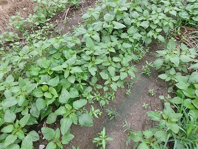 田んぼと畑の学校