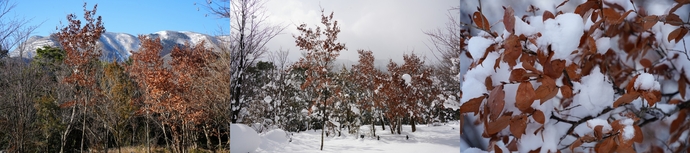 雪が積もっても落ちない葉ヤマコウバシ