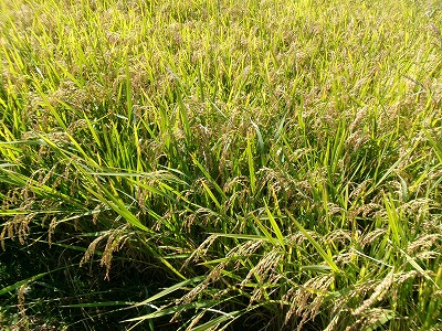 田んぼと畑の学校