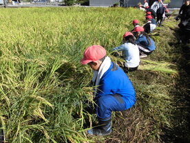 稲刈り