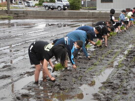 田植え
