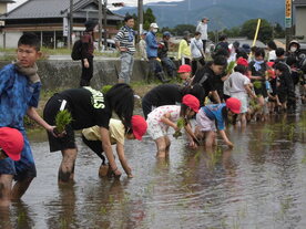 田植え