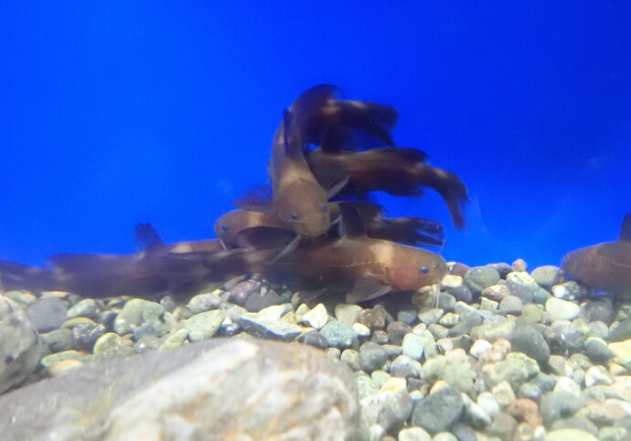 ネコギギの稚魚1