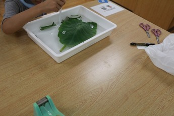 びっくり生きものアラカルト