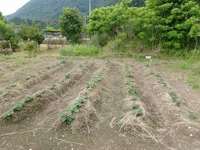田んぼと畑の学校