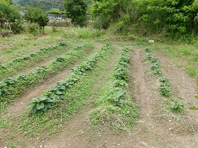 田んぼと畑の学校