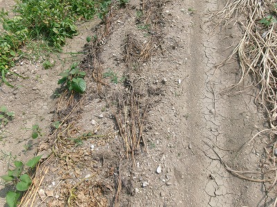 田んぼと畑の学校