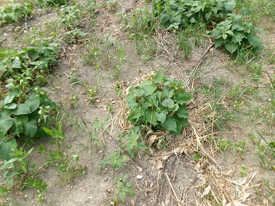 田んぼと畑の学校