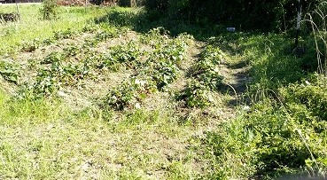 田んぼと畑の学校