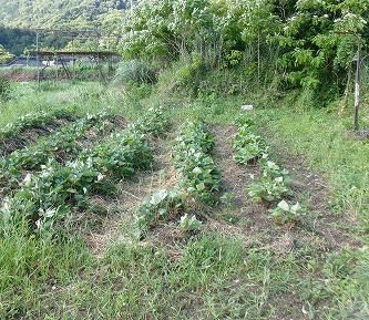 田んぼと畑の学校