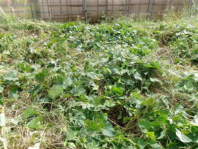 田んぼと畑の学校