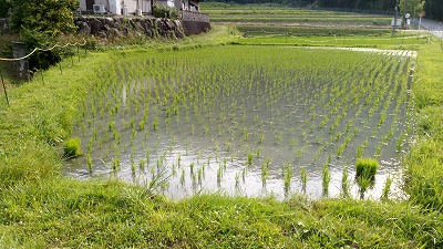 田んぼと畑の学校