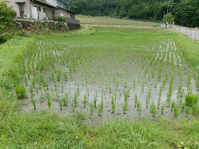 田んぼと畑の学校