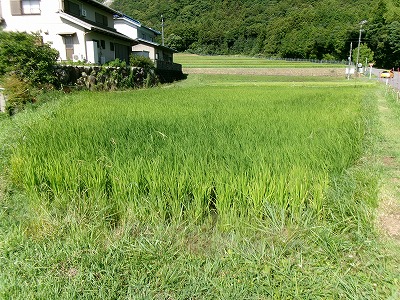 田んぼと畑の学校