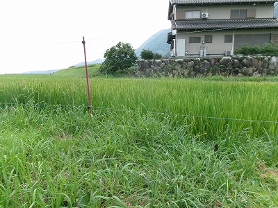 田んぼと畑の学校