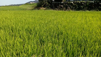 田んぼと畑の学校