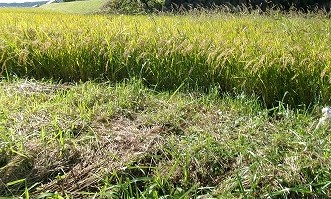 田んぼと畑の学校
