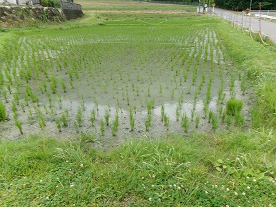 田んぼと畑の学校