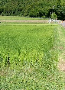 田んぼと畑の学校