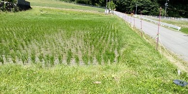 田んぼと畑の学校