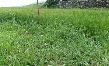 田んぼと畑の学校