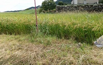 田んぼと畑の学校