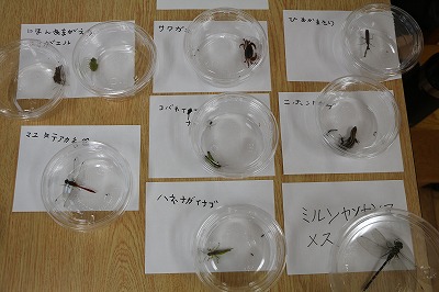 昆虫観察会