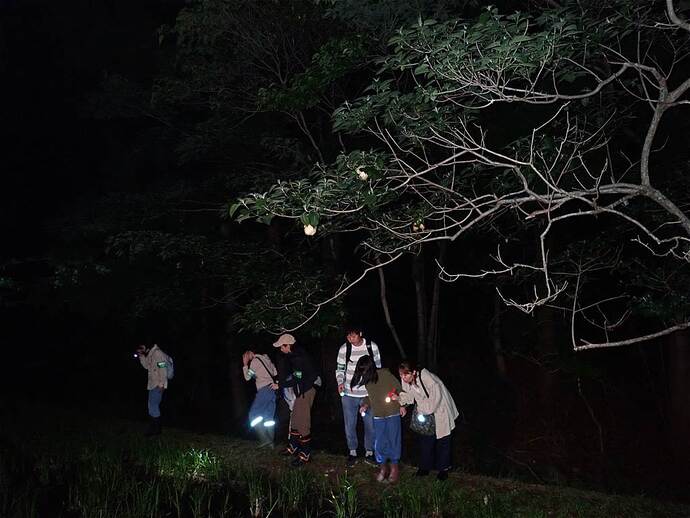 写真：令和7年度「ホタルとモリアオガエルを見る会」