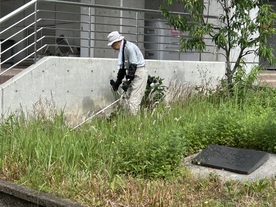草刈り