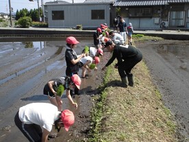 田植え