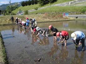 田植え